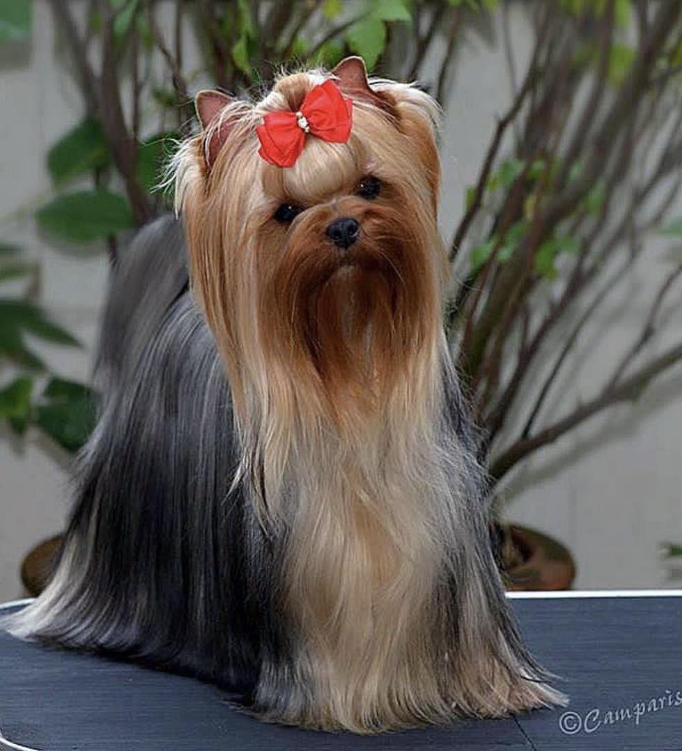 CAMPARIS BAM-BAM &mdash; Labaza DogPedigree YorkshireTerrier